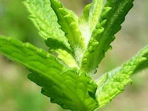 Health Benefits of Spearmint Leaves - Instah: Health and Wellness