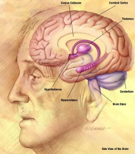 Smoking And Brain