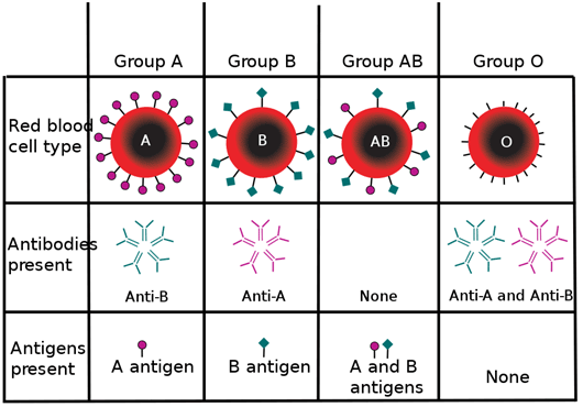 what are the 4 types of human blood