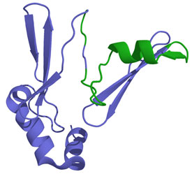 Ghrelin Hormone Receptor Deletion Can Treat Obesity