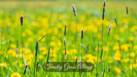 Timothy Grass Allergy Causes And Symptoms Of Timothy Grass Allergy