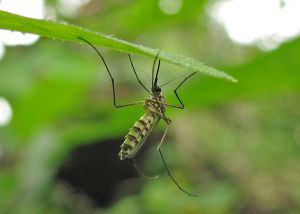 Home Remedies for Malaria