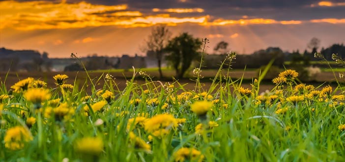 Dandelion Flowers