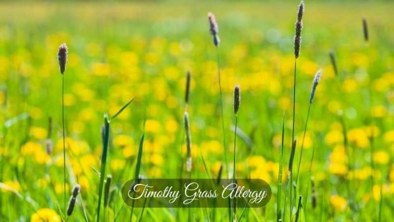 Timothy Grass Allergy Causes And Symptoms Of Timothy Grass Allergy 3339