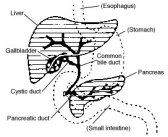 Bladder Cysts - Symptoms of Cysts in the Bladder, Interstitial Cystitis