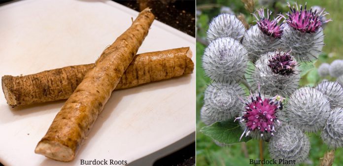 Health Benefits Of Burdock Roots