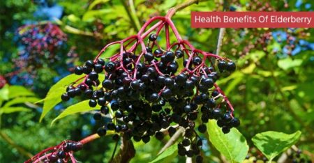 10 Amazing Health Benefits And Uses Of Elderberry