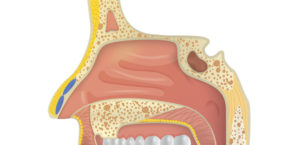 12 Interesting Facts About The Respiratory System