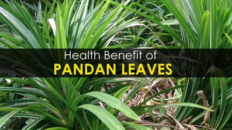 10-health-benefit-of-pandan-leaves-side-effects-uses