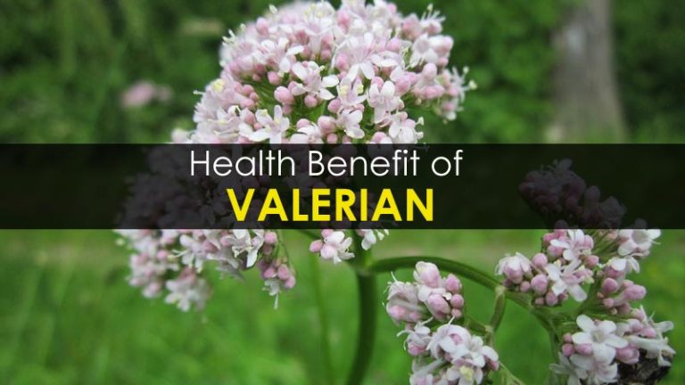 10 Health Benefits of Valerian - Uses, Side Effects