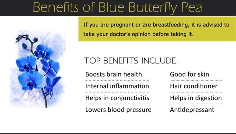 12 Health Benefits of Blue Butterfly Pea Side Effects