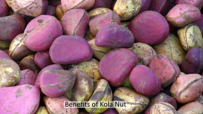 10 Amazing Health Benefits Of Kola Nut Uses Side Effects